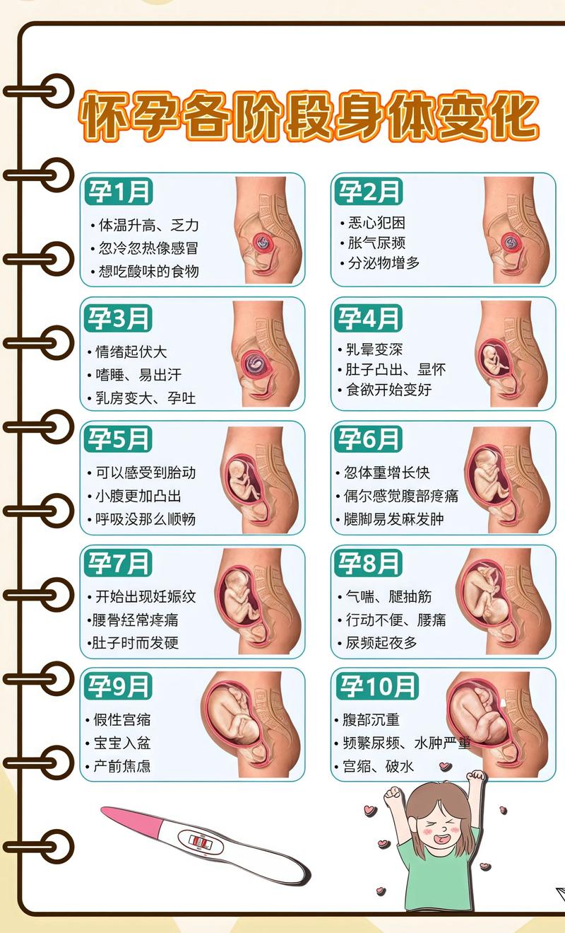 揭秘供卵代孕妈妈怀孕小腹分两节,孕期变化的奥秘十堰代生机构: